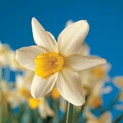 Daffodils classification, Daffodils types, Daffodils Groups, Narcissus classification, Narcissus types, Narcissus Groups, Narcissus Divisions, Daffodils Divisions